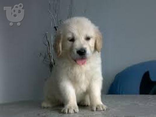 PoulaTo: Γκολντεν καθαροαιμο κουταβακι